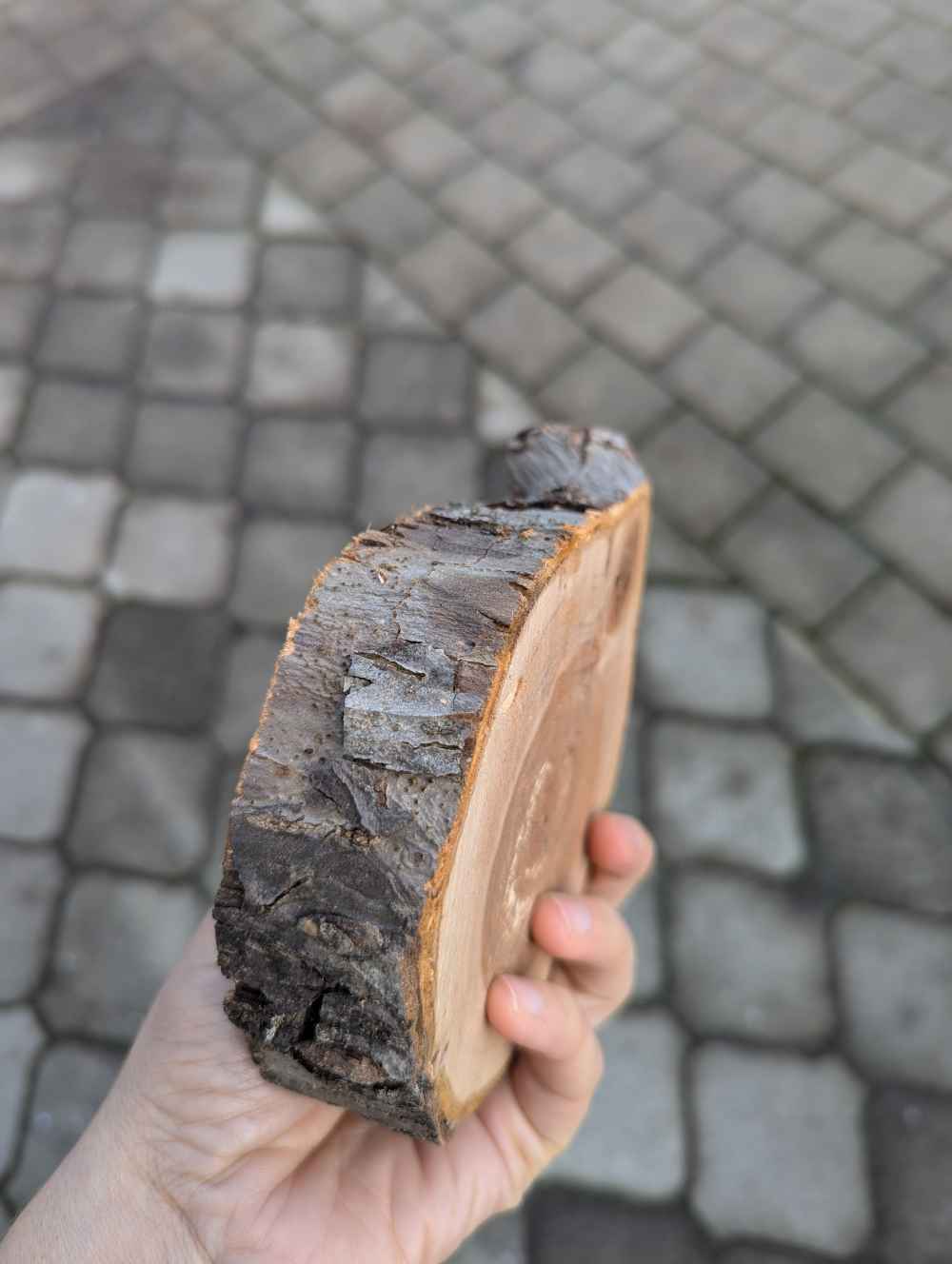 Baumscheiben klein (verschiedene Holzarten)