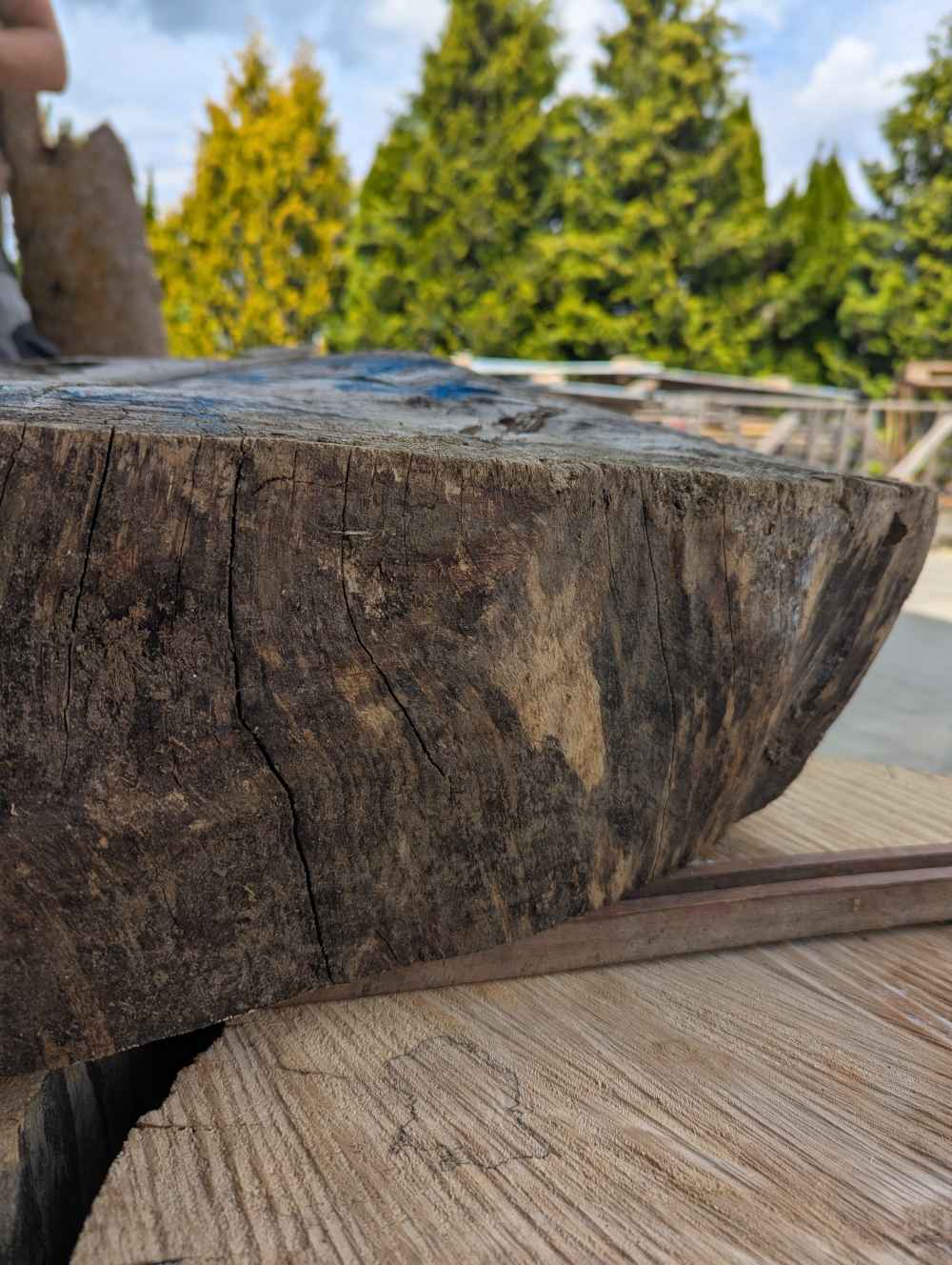 Große Baumscheibe Herz