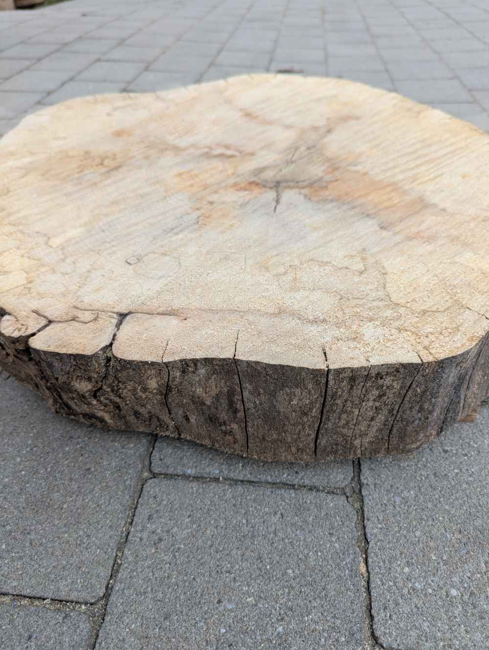 Große Baumscheibe rund