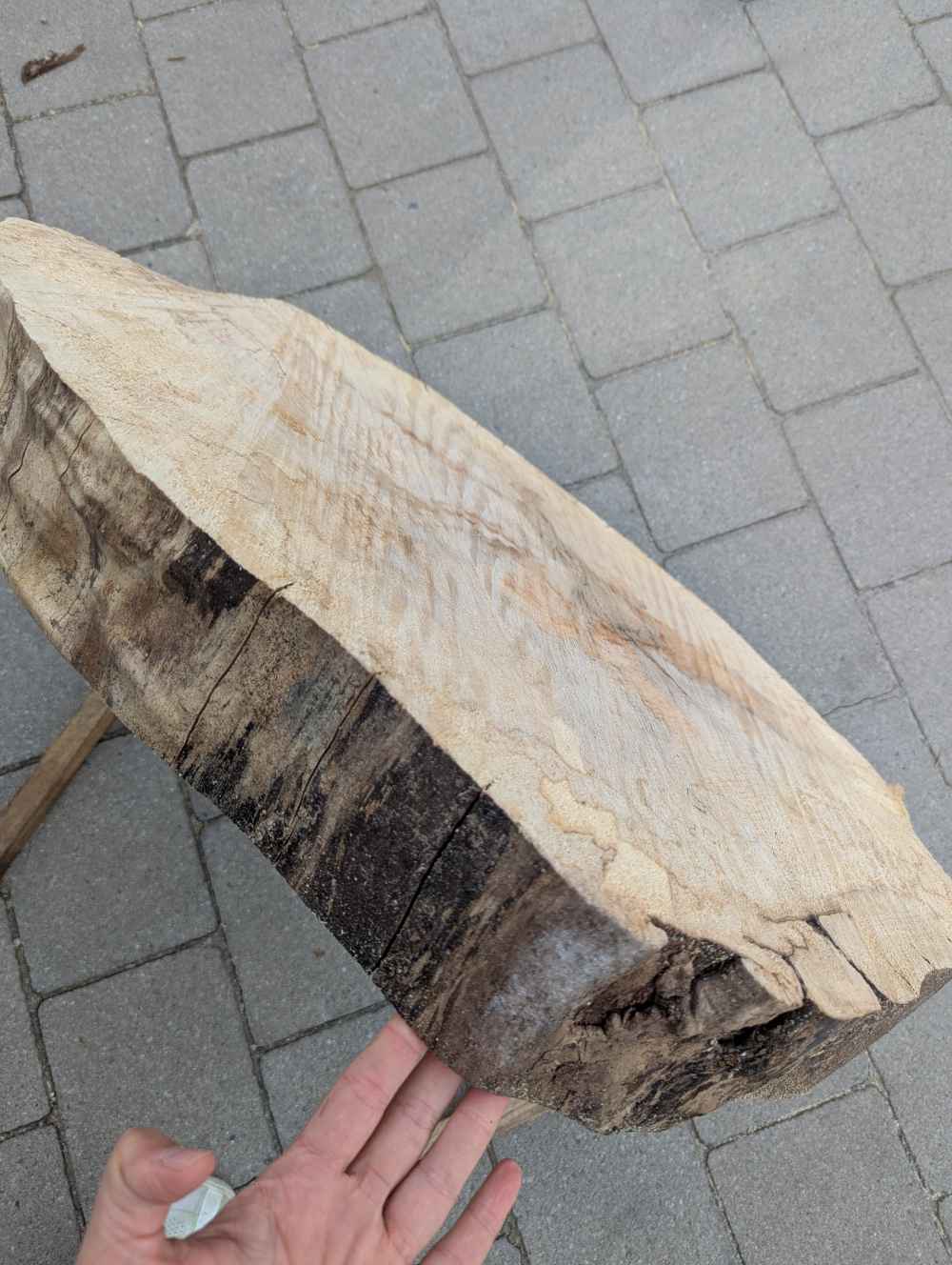 Große Baumscheibe rund